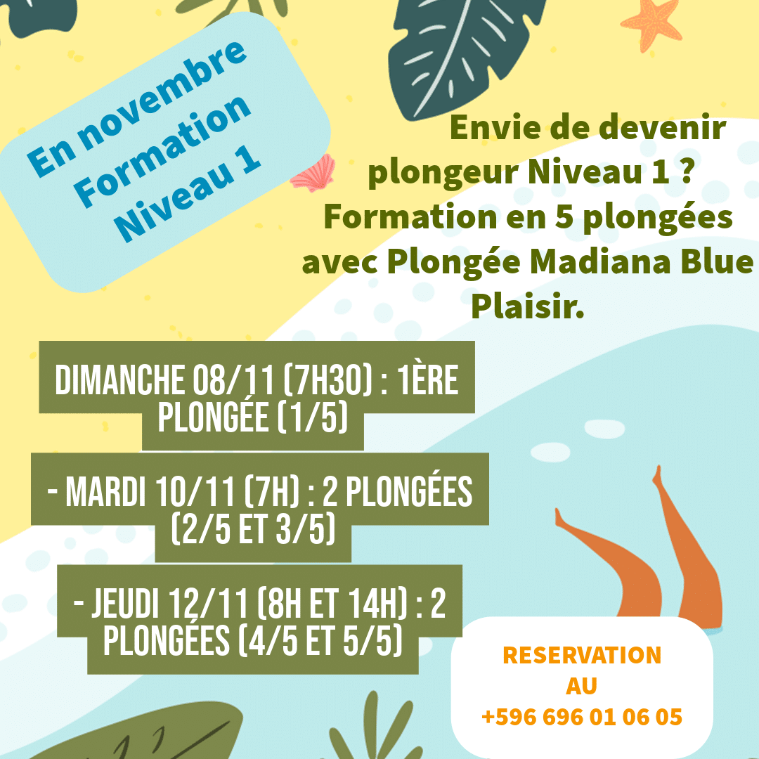 Formation plongée niveau 1 en novembre 2026